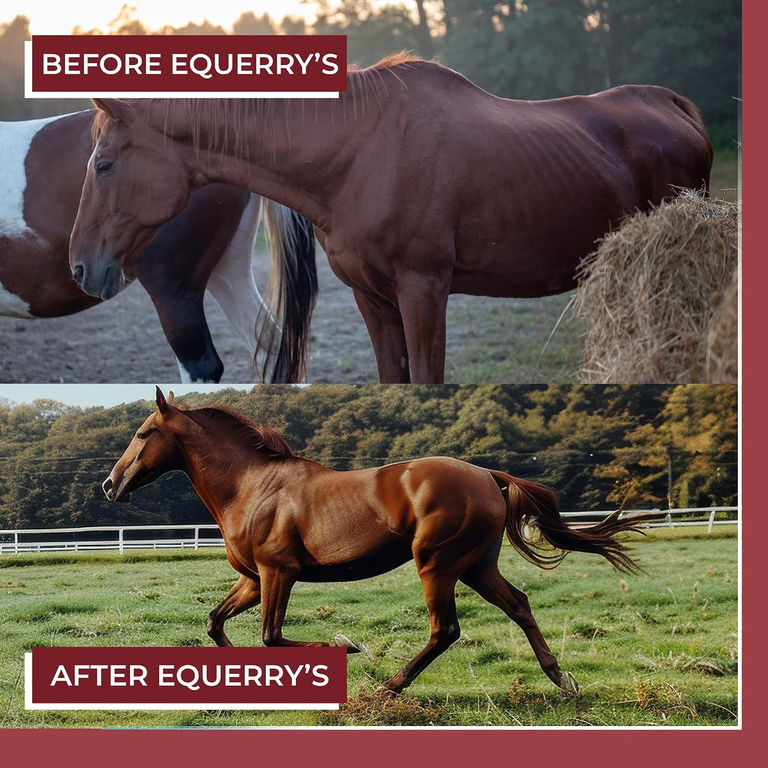 EQUERRY'S Better Horse Belly - Supplement for Horses with Gut Support