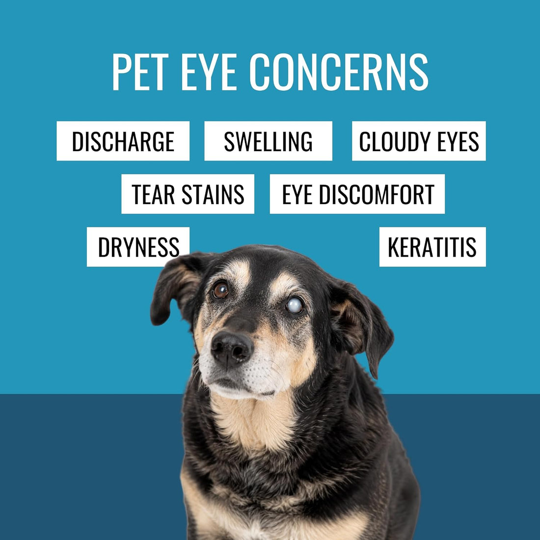 NOVEHA Pet Drops | Advanced Lanosterol Solution + NAC (2 x 10 mL)