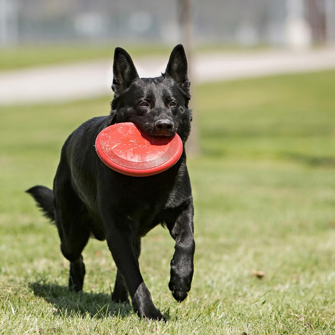 KONG Flyer - Durable Dog Toy for Outdoor Playtime