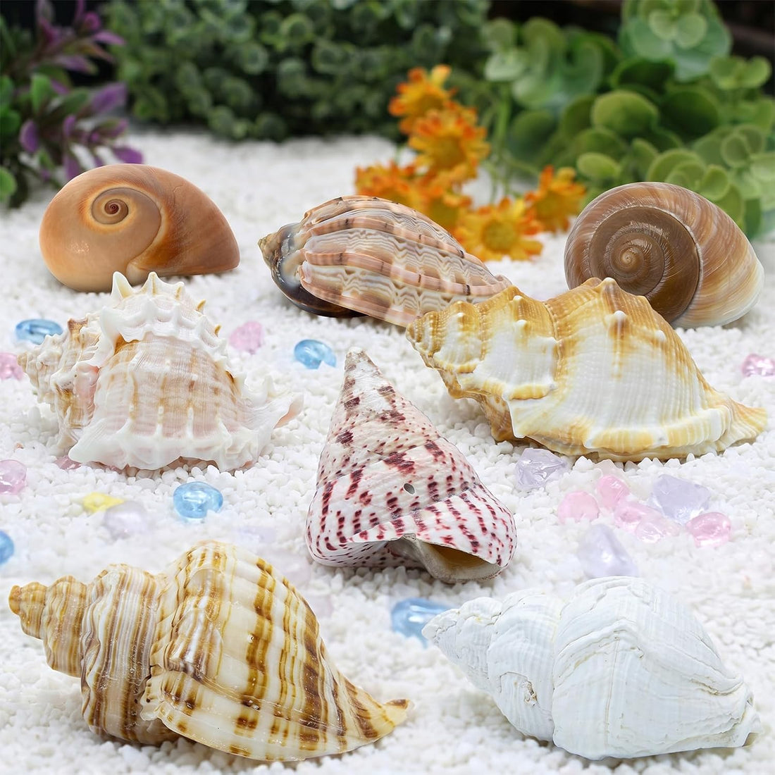 Finalery 8PCS Hermit Crab Shells，Medium & Large Natural Conch Shells