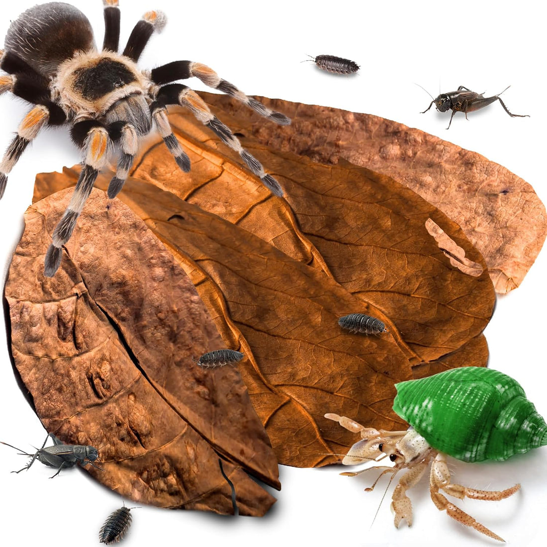 SunGrow 50 Pack Leaf Litter for Spider, Cricket & Isopod
