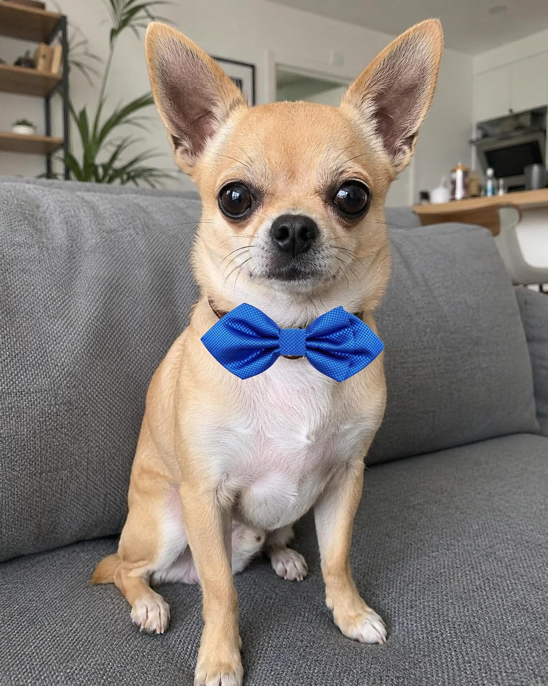 PET SHOW Large Dogs Collar Attachment Bow Ties Embellishment Girls