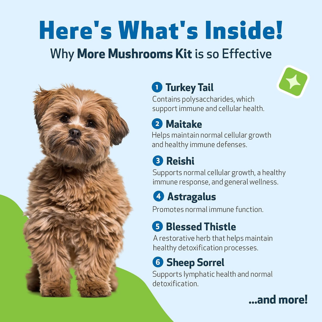 Pet Wellbeing More Mushrooms Value Size for Dogs