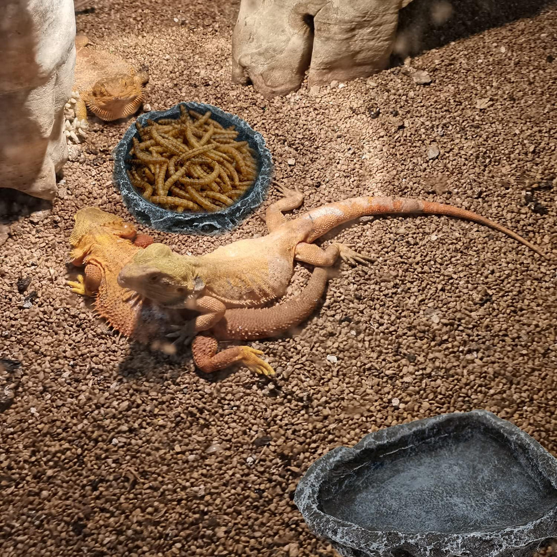 2 Pack Reptile Feeding Dish Corner Bowl