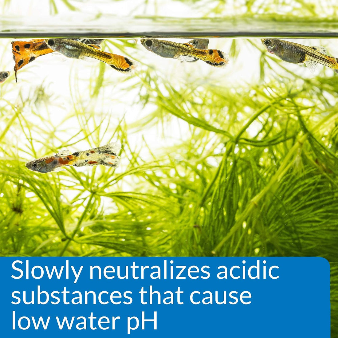 API pH UP Freshwater Aquarium Water pH Raising Solution