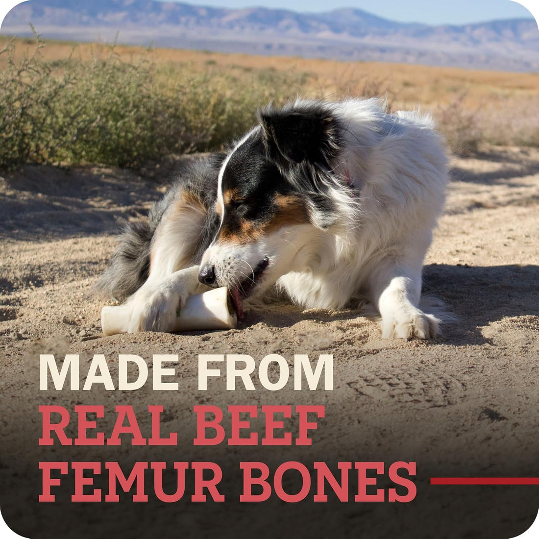 Redbarn Large Filled Bones Premium Dog Chew Cheese n' Bacon Flavor