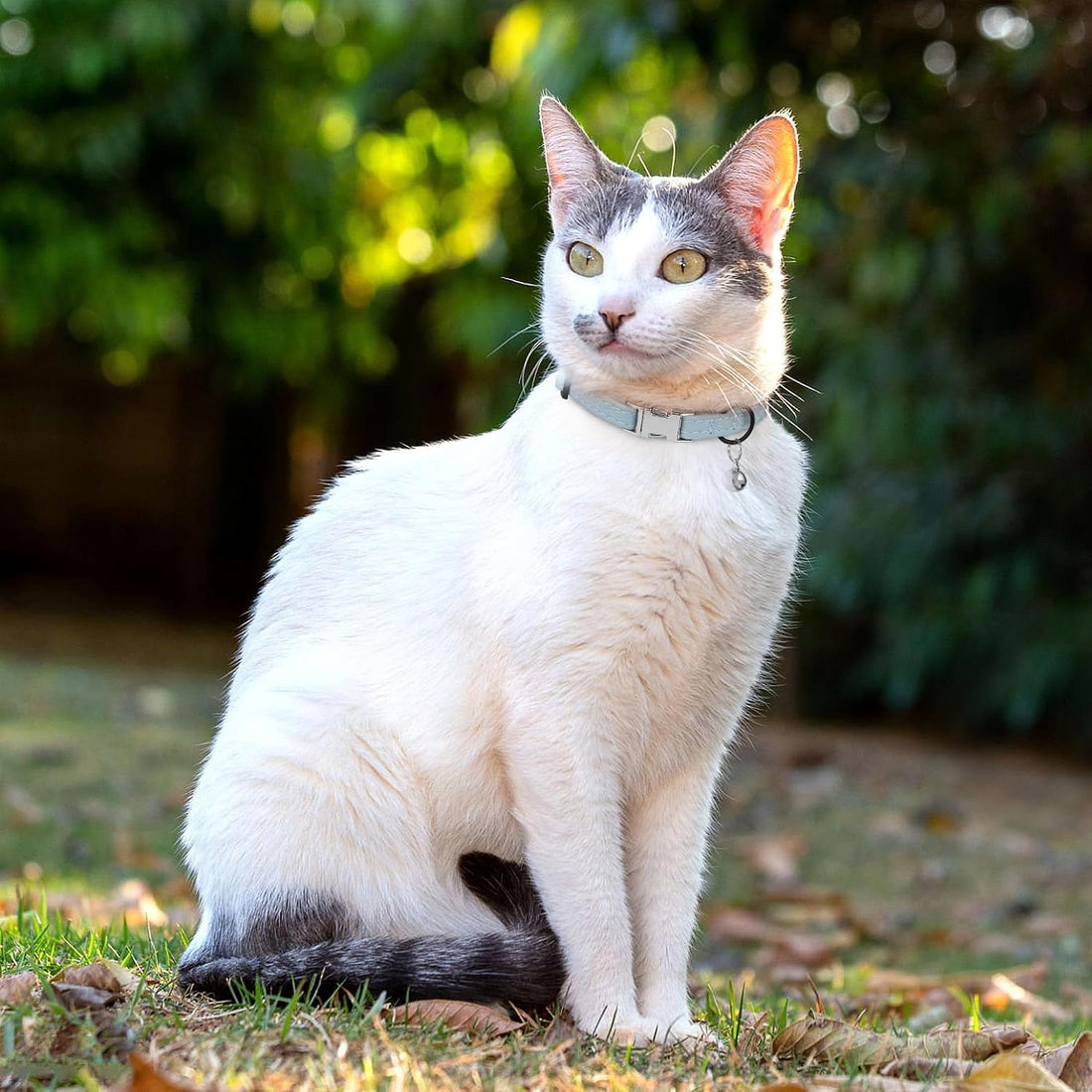 Leather Cat Collar with Buckle and Removable Bell