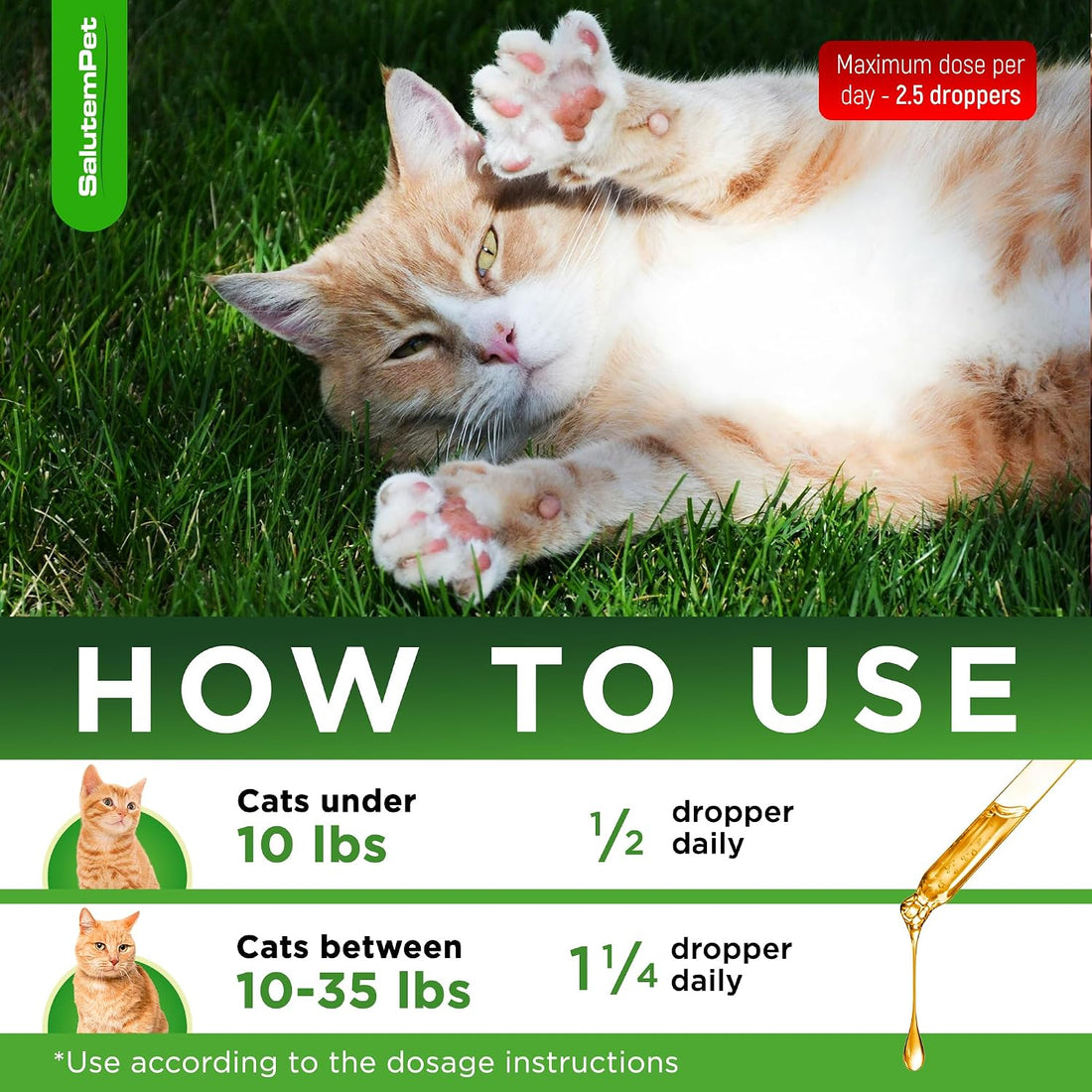 Cat Antibiotic for Infections, UTIs, Respiratory Moments, Cold