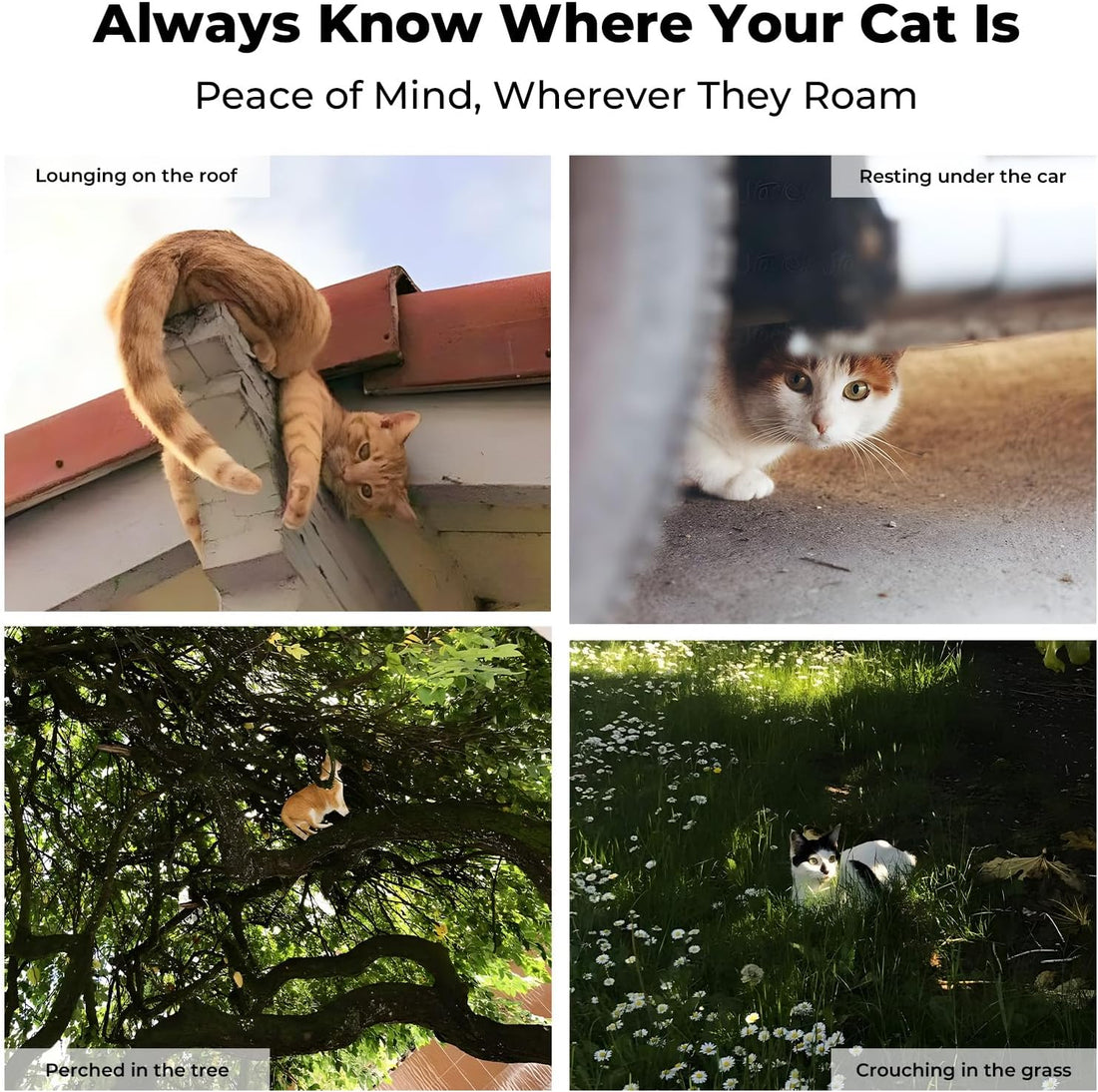 Cat GPS Tracker Without Subscription Fee, 1500 FT Range