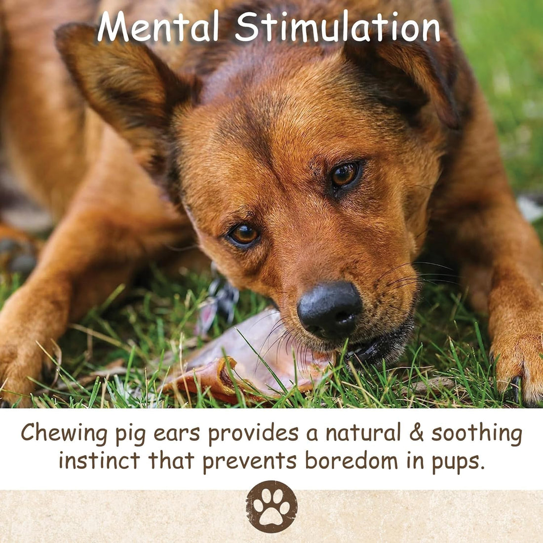 Top Dog Chews – 100 Pack, Pig Ears for Dogs, Whole