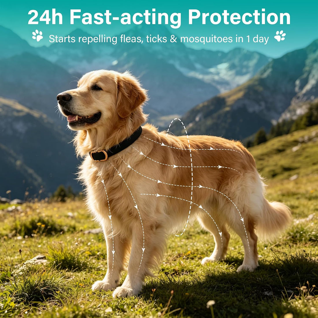 6 Packs Flea & Tick Collar for Dogs