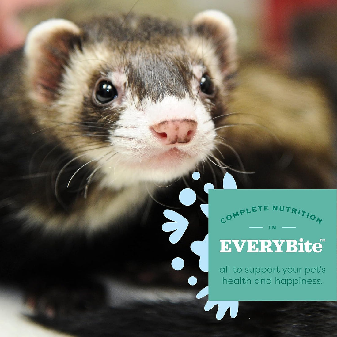 Oxbow Essentials Ferret Food, Rich in Animal-Based Protein & Fat, 4 lb