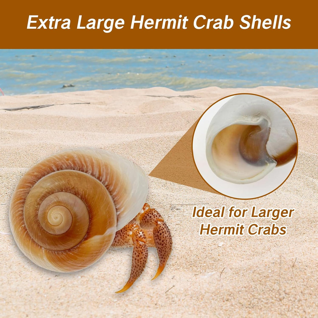 NIIIYTYB Large Hermit Crab Shells Extra Shells 2.7~3.5 Inch Big Empty