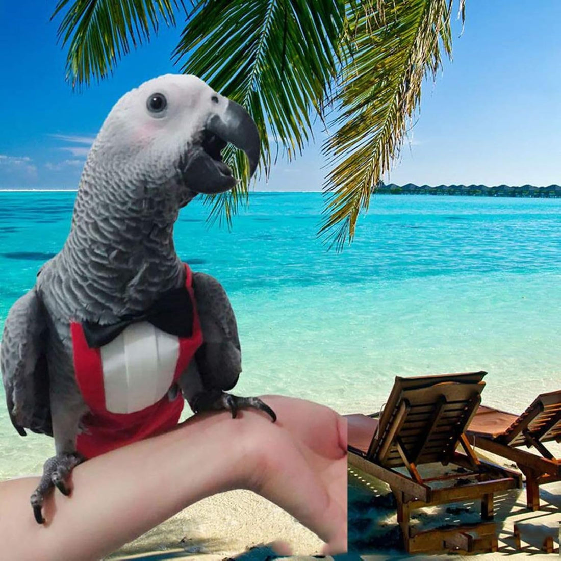 QBLEEV 2 Pack Bird Diapers, Reusable Cockatiel Tuxedo Flight Suite