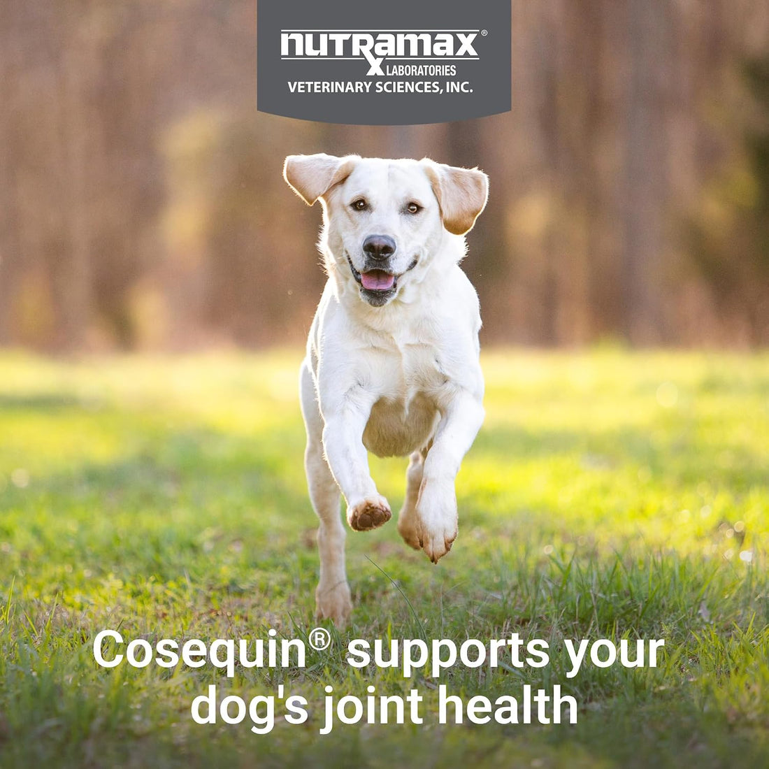Nutramax Cosequin for Dogs Joint Health Supplement