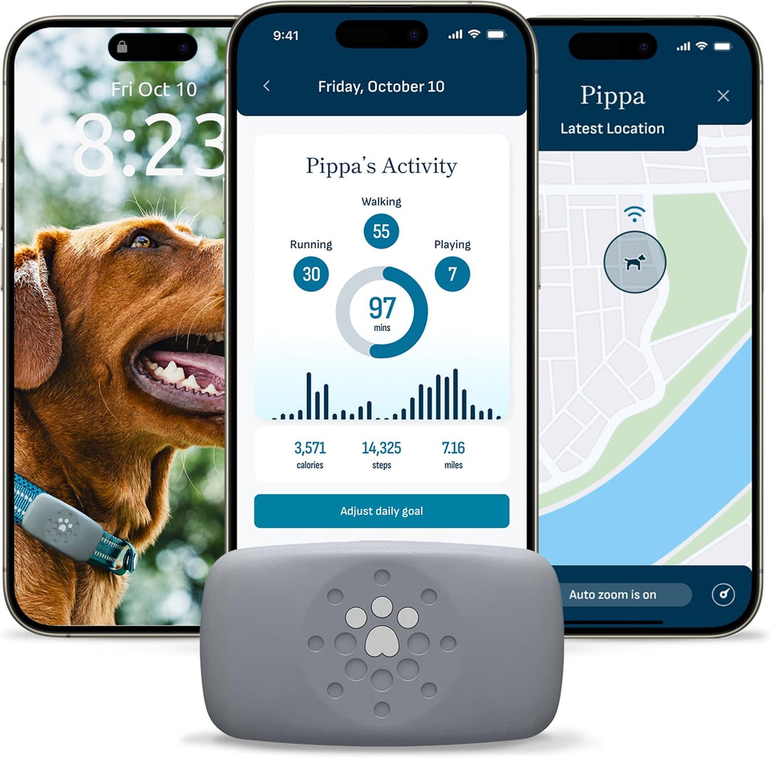 Petivity Smart GPS and Activity Dog Tracker Tag
