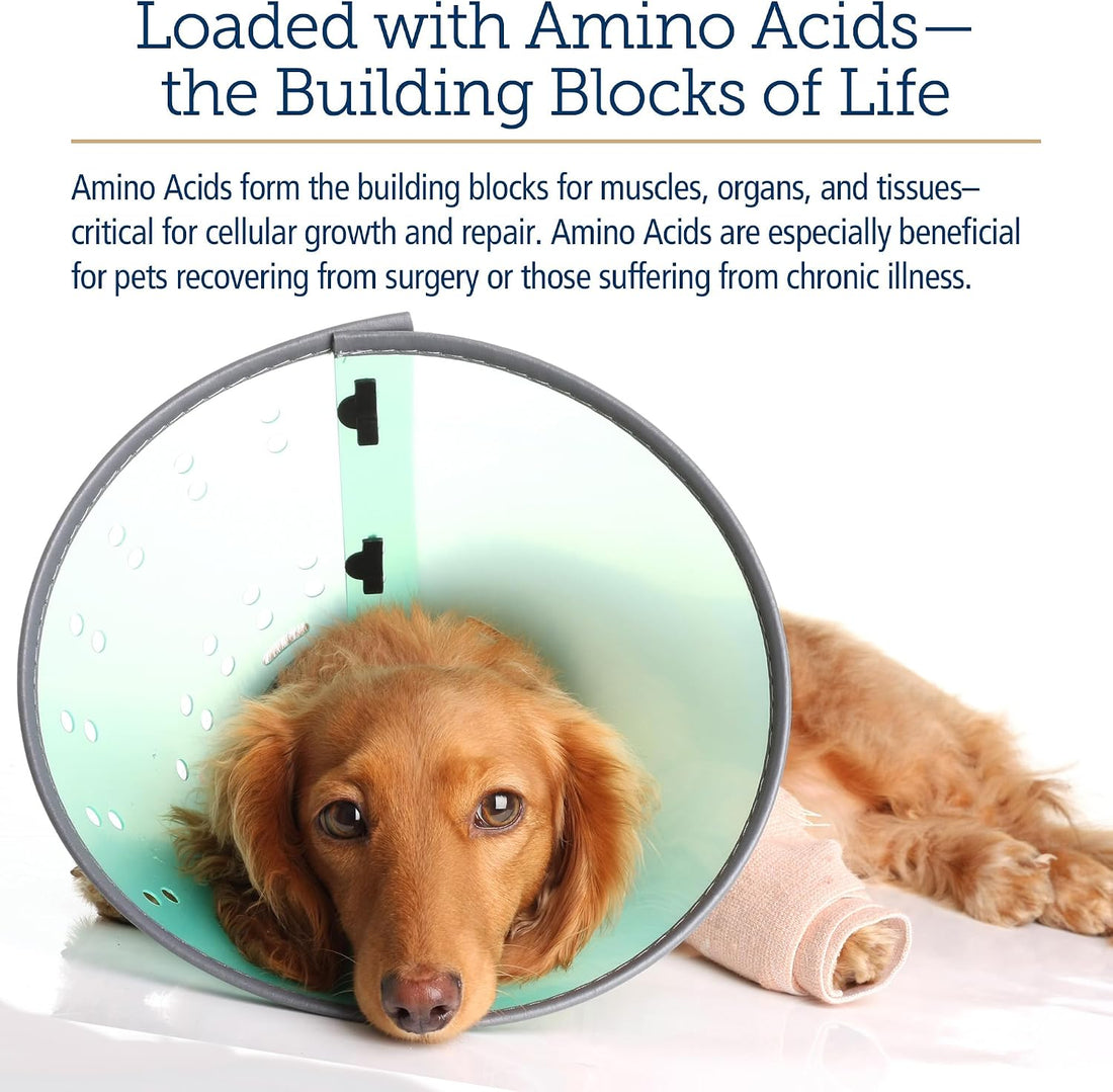 Rx Vitamins Amino B-Plex Cat & Dog Supplement