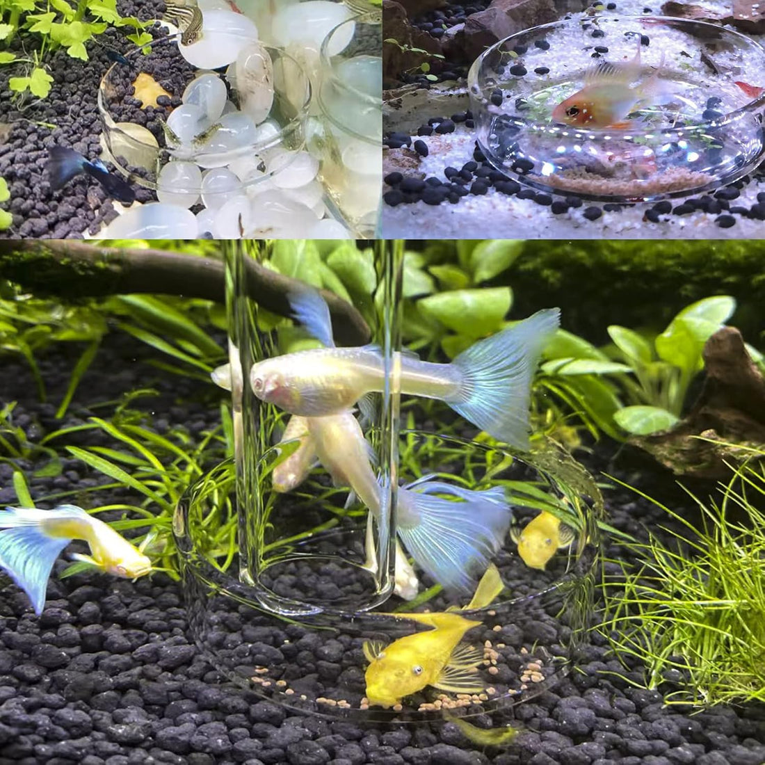 Aquarium Shrimp Feeder Dish Glass Fish Tank Feeding Bowls