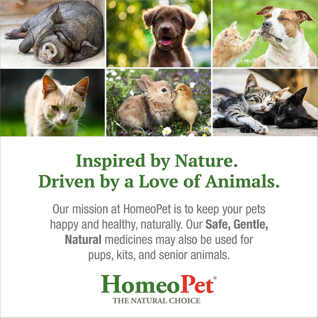 HomeoPet Small Animal Digestive Upsets, Supplement for Pets