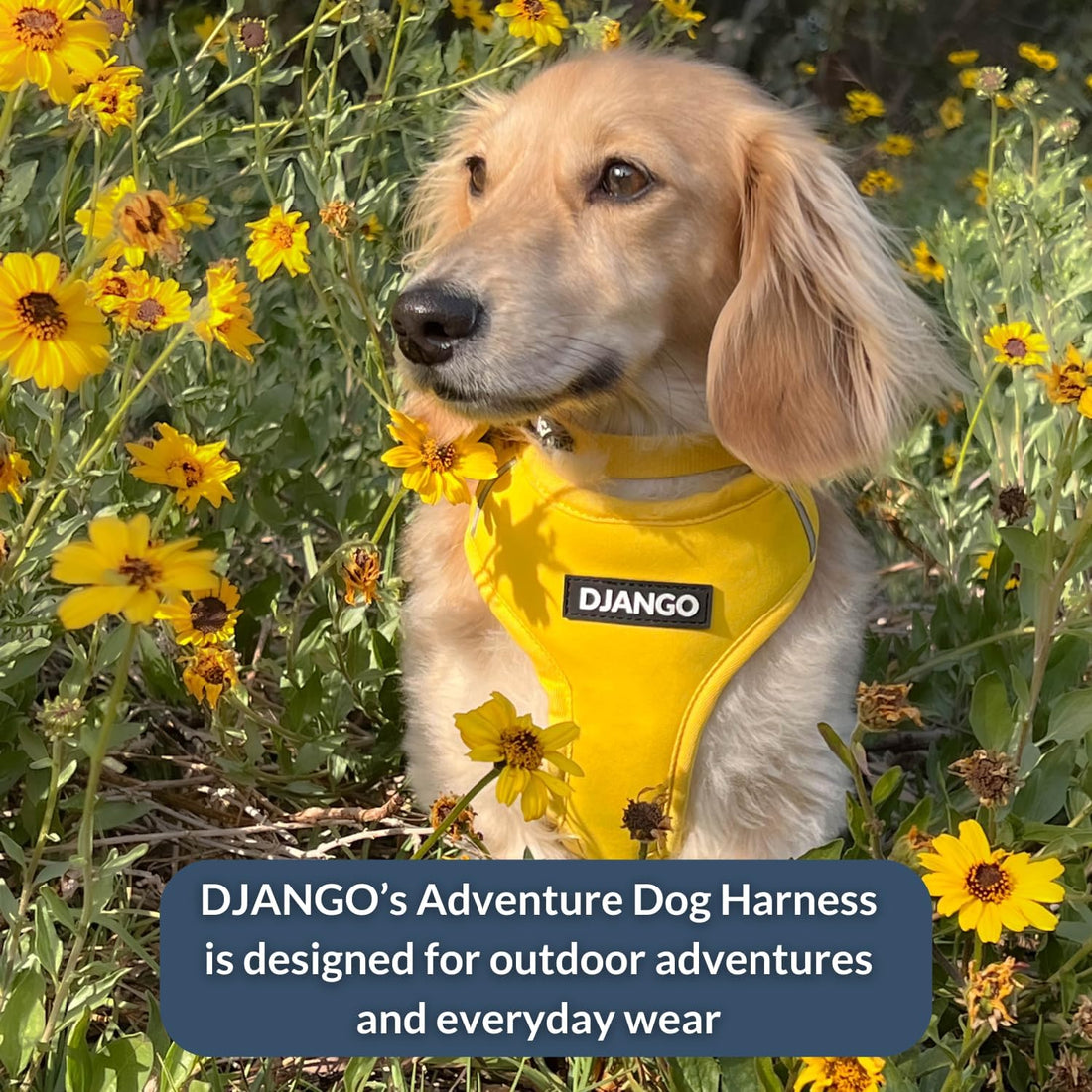 DJANGO Adventure Dog Harness