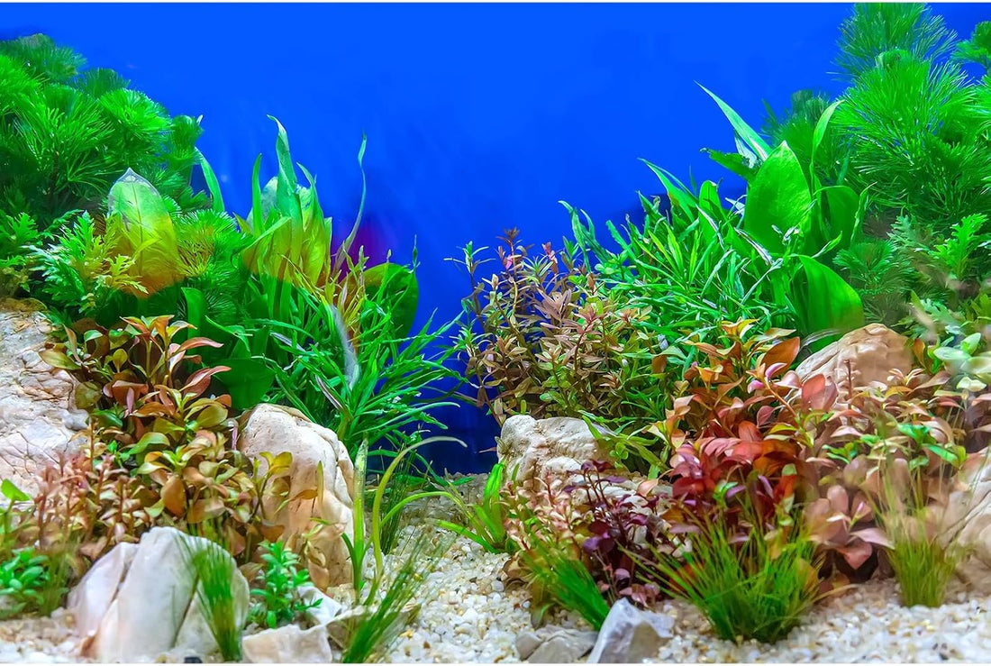 Aquarium Background Green Aquatic Plant Stone River Bed and Lake Fish