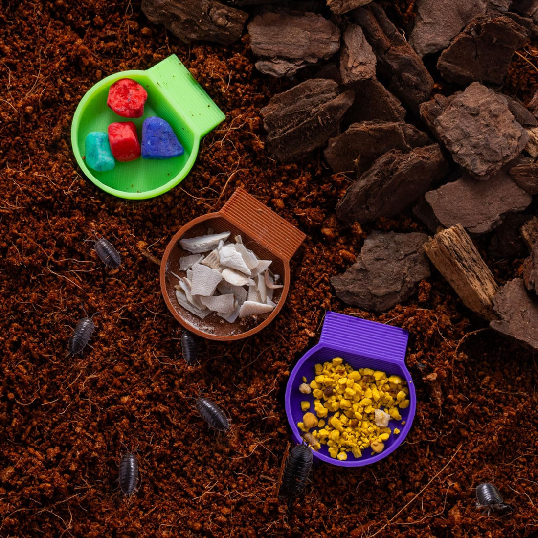 12-Pack Feeding Dish for Invertebrates