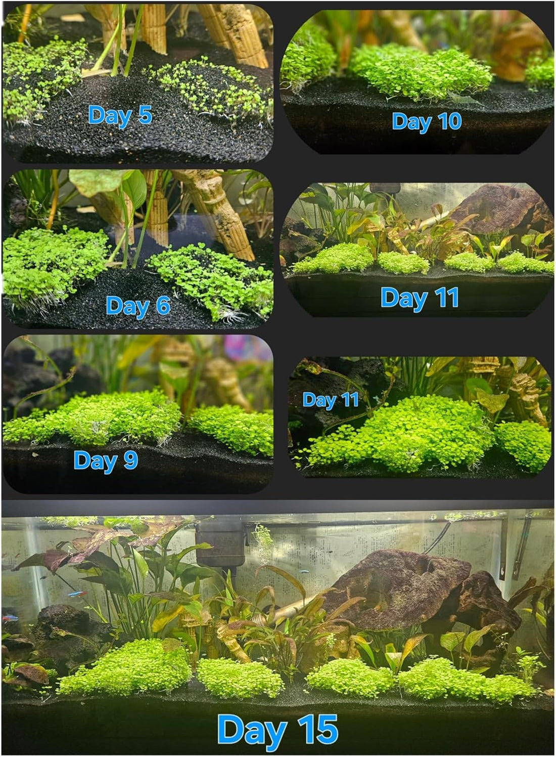 2 Pack Aquarium Plants for Fish Tank Easy Growing Real Carpet Decor