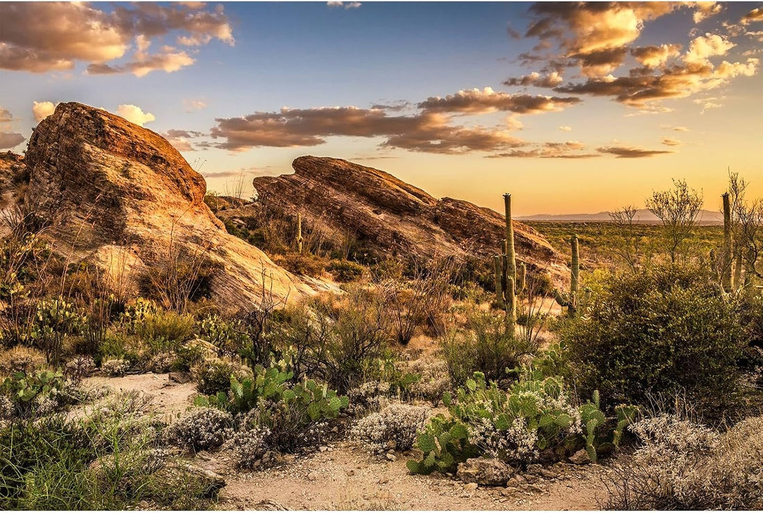 Desert Mountain Reptile Tank Background Sunset Rock Mountain Gobi