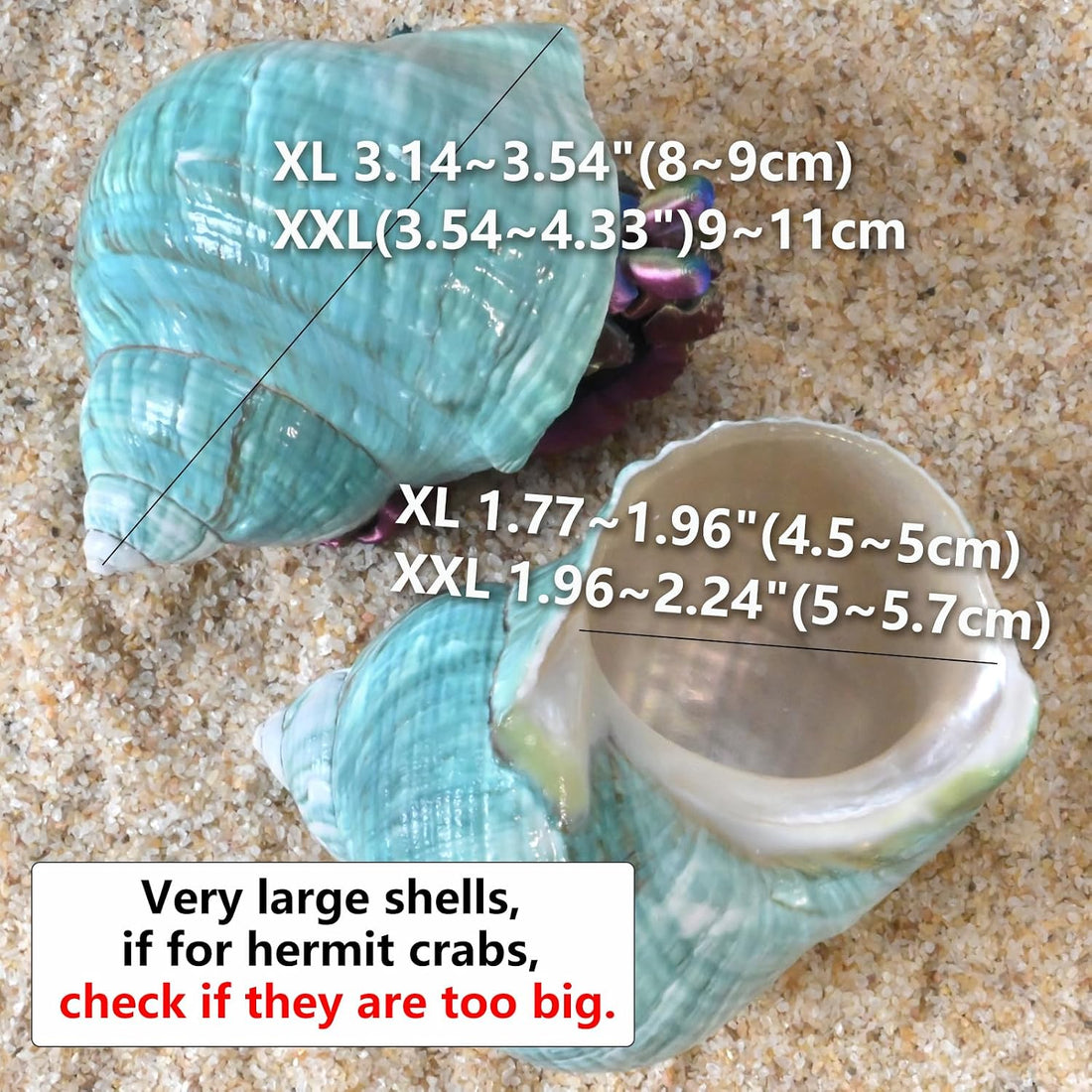 2pcs Large Hermit Crab Shells, Turbo Seashell, Teal Green Conch, L+XL