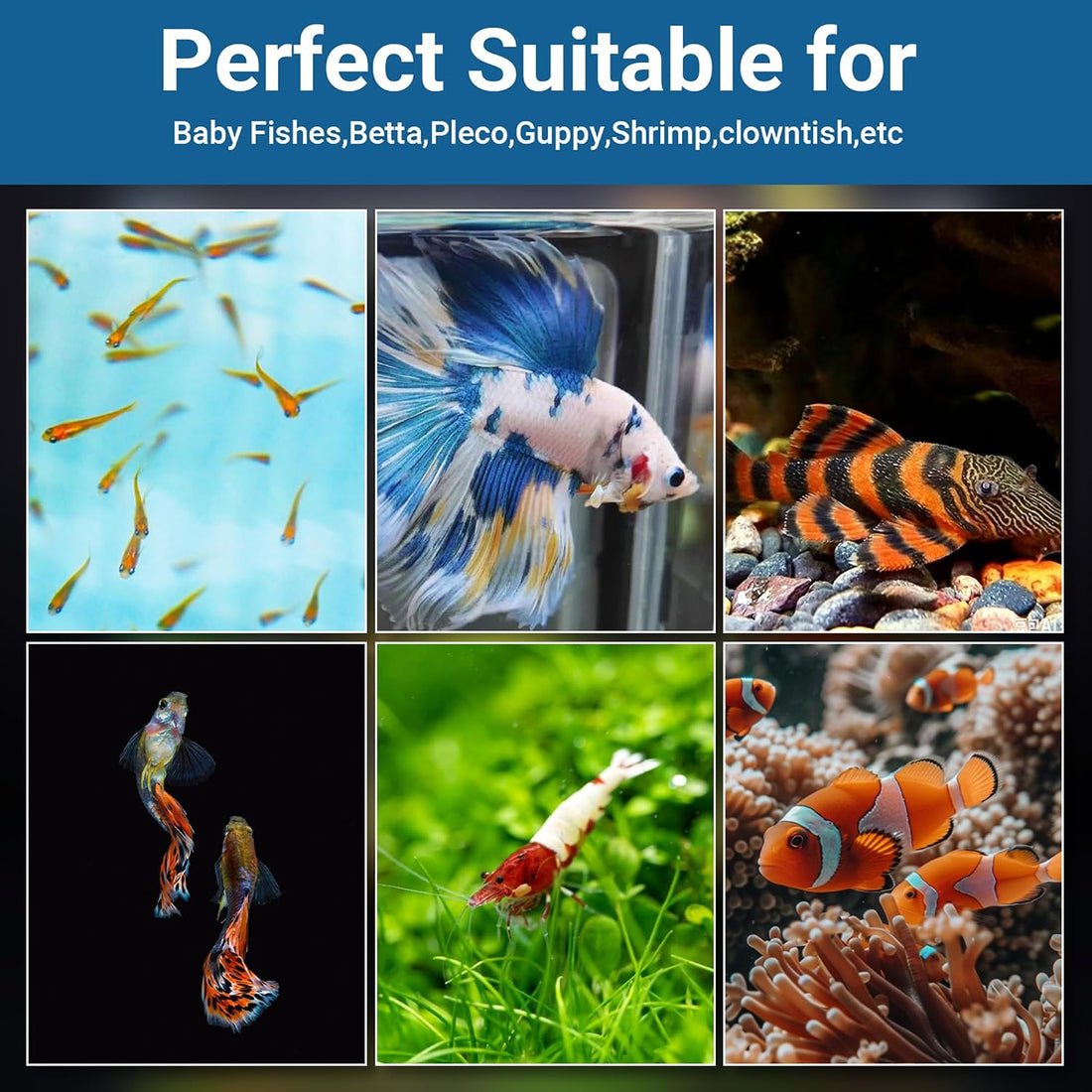Floating Aquarium Breeder Box, Fish Acclimation & Isolation Tank