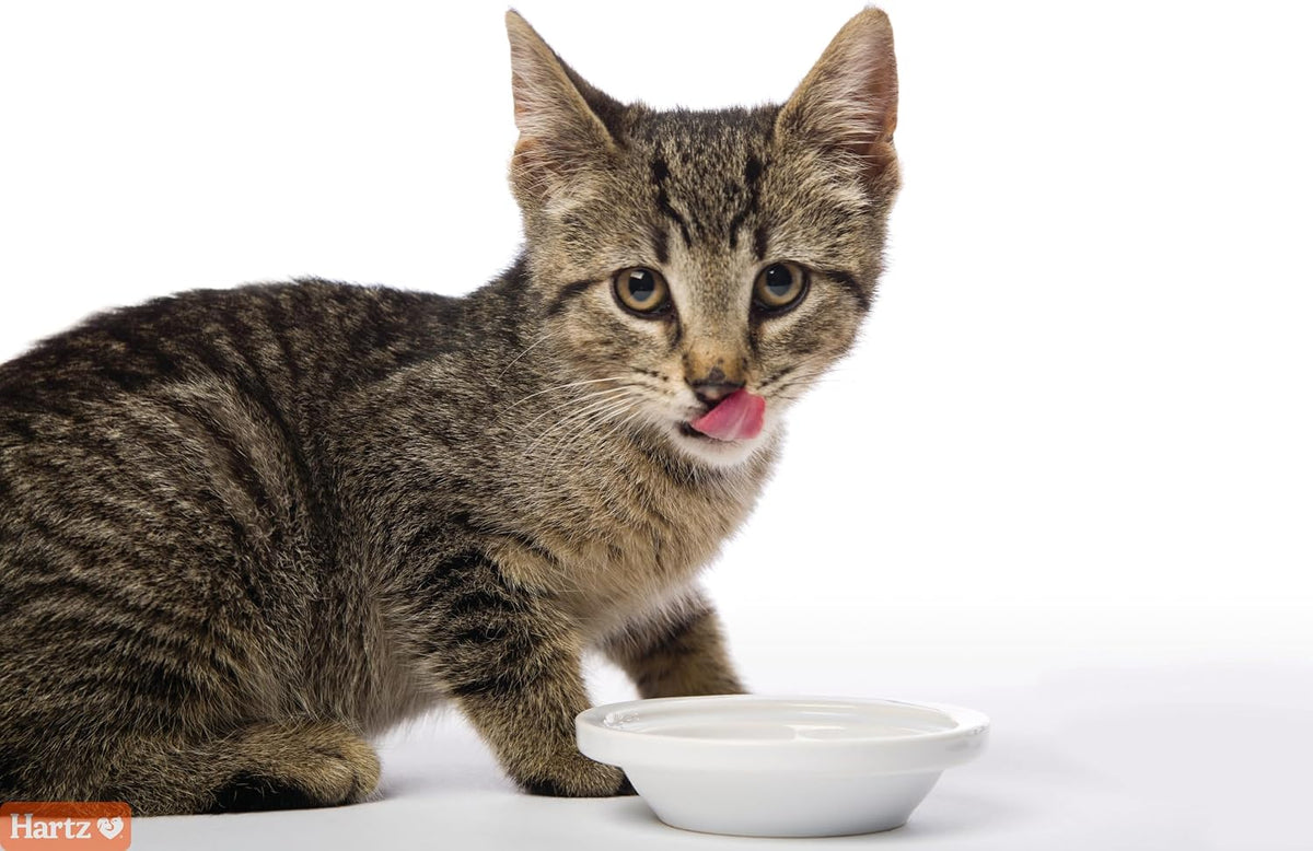 Hartz Hairball Remedy Plus Salmon Flavored Paste for Cats and Kittens