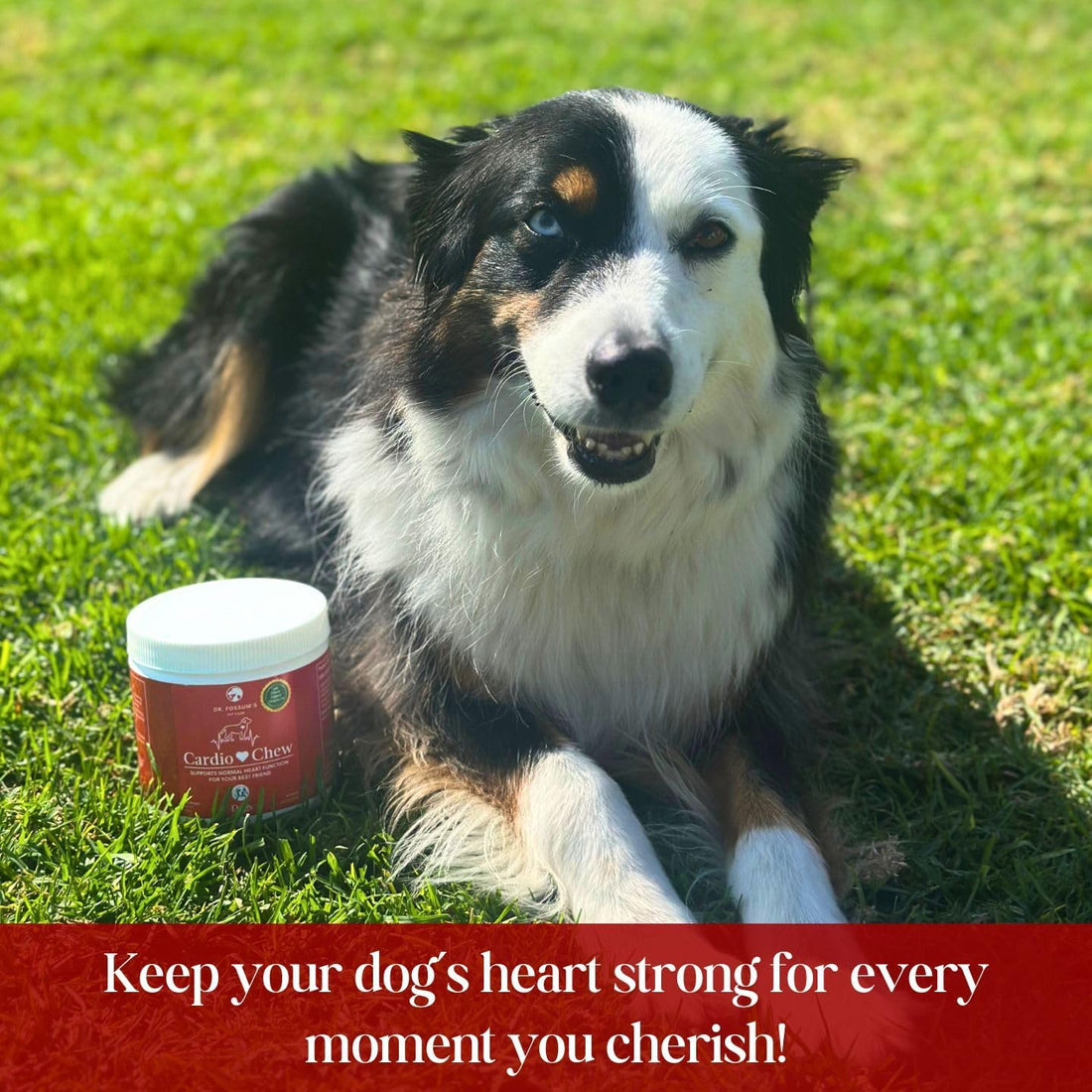 CardioChew Heart Supplement for Dogs – Vet Formulated with Taurine