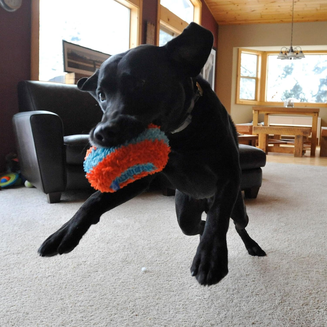 Chuckit! Indoor Fetch Roller Toy for Dogs