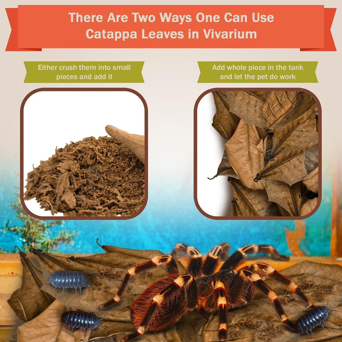 SunGrow 50 Pack Leaf Litter for Spider, Cricket & Isopod
