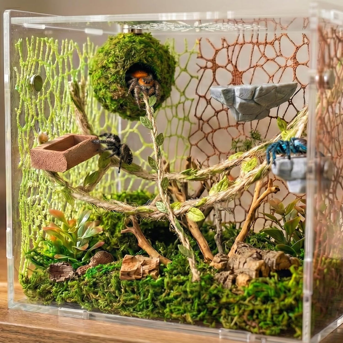 Jumping Spider Enclosure Accessories Kit - Magnetic Moss Ball Hideout