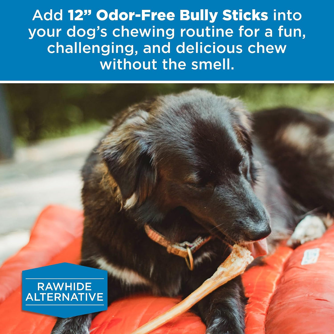 Best Bully Sticks 12 Inch Odor-Free Bully Sticks for Dogs - 12 Count