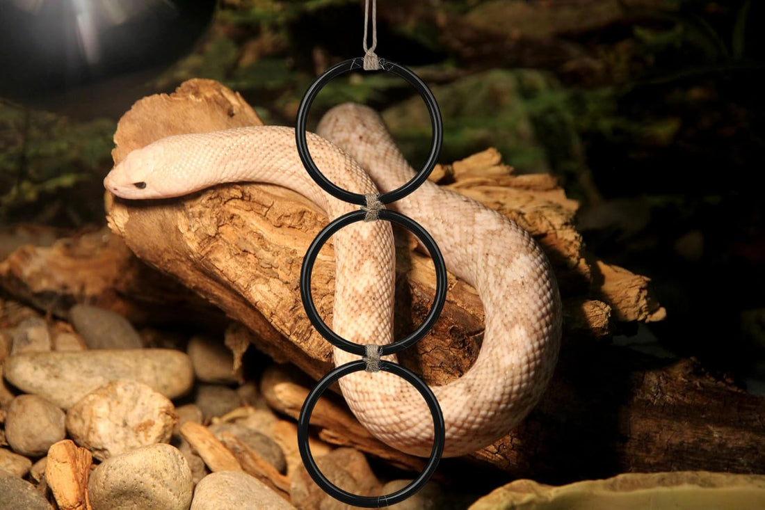 Snake Enrichment Climbing Rings for Ball Pythhon