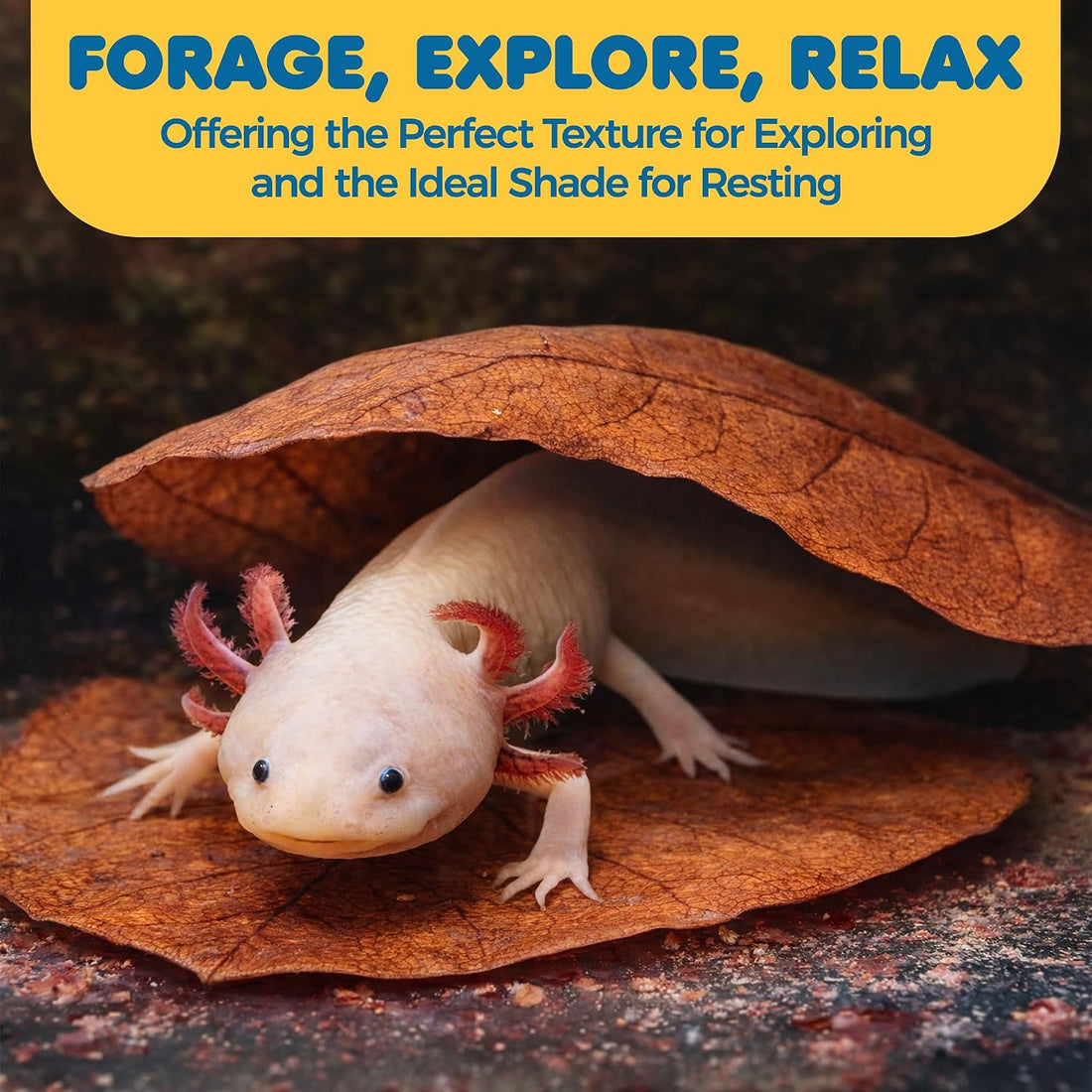 SunGrow 10 Pack Axolotl Indian Almond Leaves for Aquarium, 5-Inches