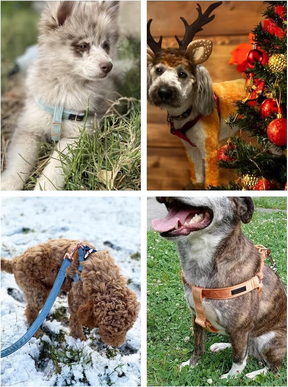 ARING PET Dog Halter Harness, Velvet Dog Harness