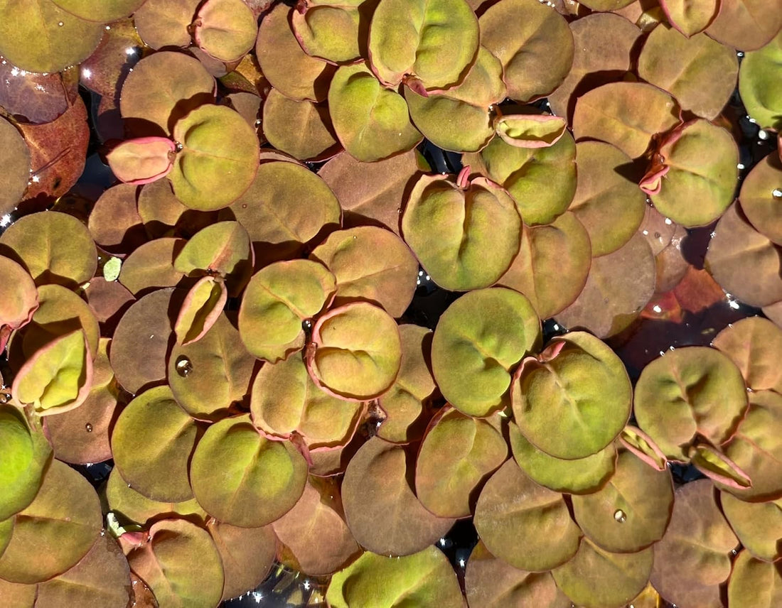 Awesome Aquatic 10+ Live Red Root Floater Plants Phyllanthus fluitans