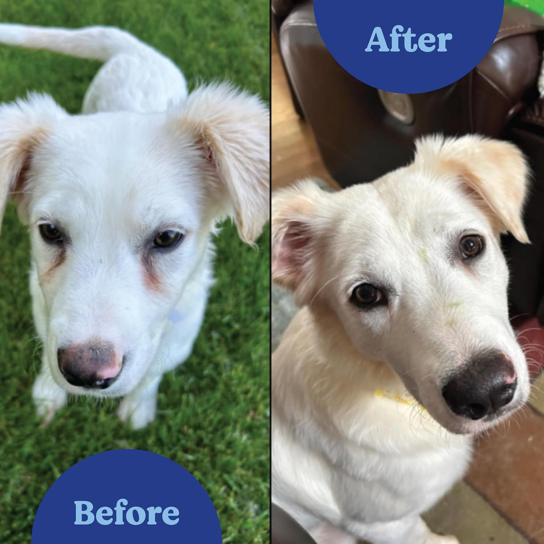 Angels' Eyes Natural Plus Tear Stain Prevention Powder for Dogs & Cats