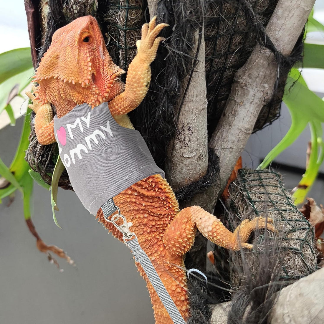 Bearded Dragon Harness and Leash Set