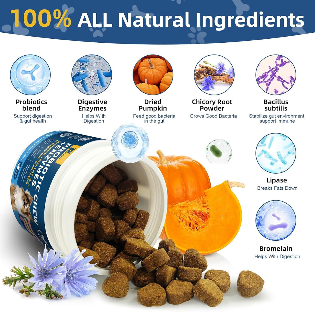 Probiotics for Dogs Digestive Health