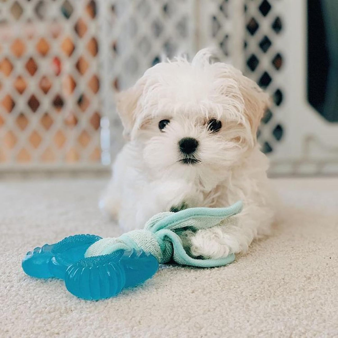 Nylabone Puppy Chew 2-in-1 Teething Freezer Bone Dog Chew Toy