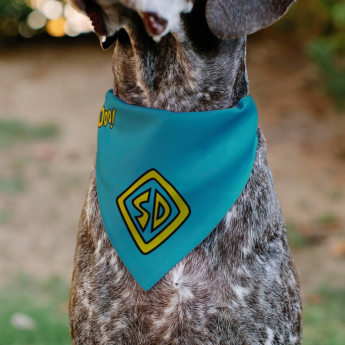 Buckle-Down Pet Bandana, Scooby Doo, Blue/Yellow, One Size, Polyester