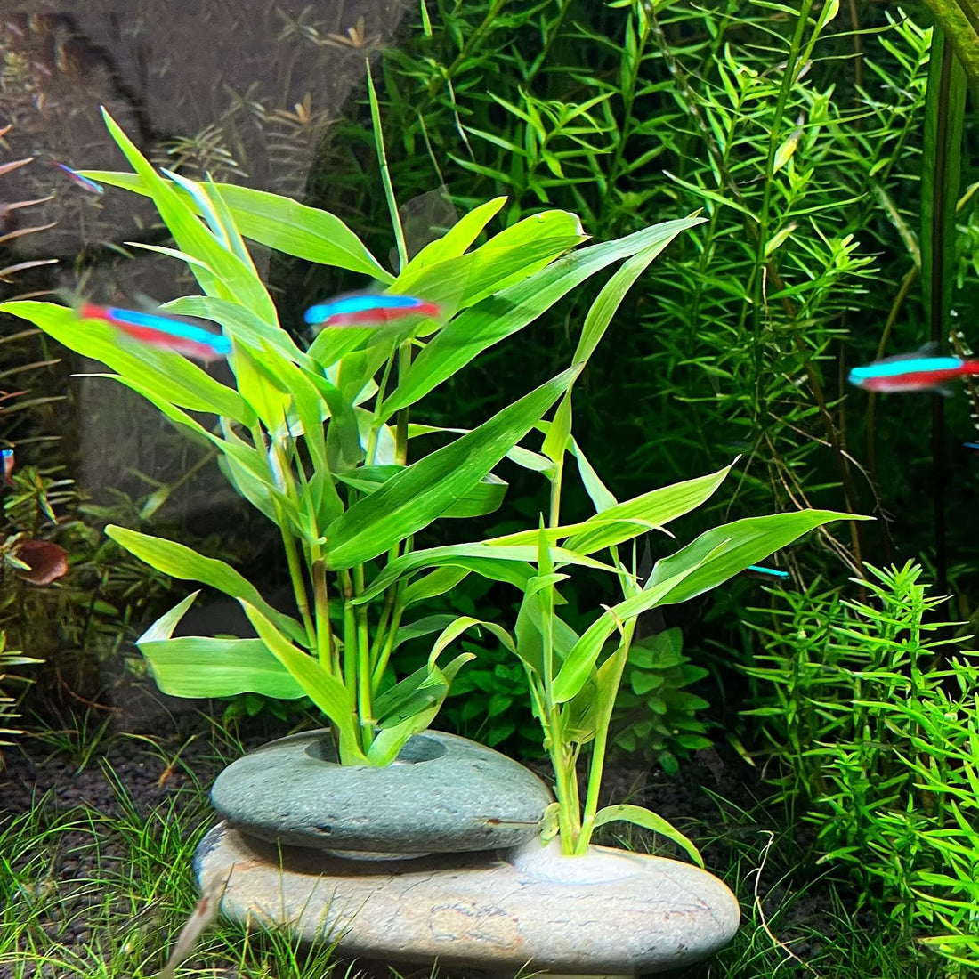 Natural River Stone Plant Weights for Aquarium