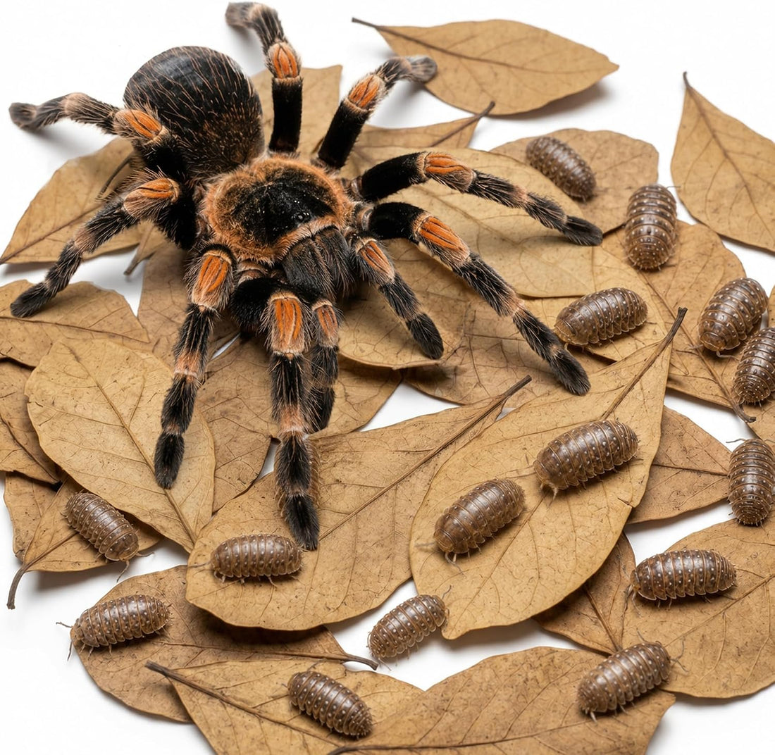 SunGrow 50 Pack Leaf Litter for Spider, Cricket & Isopod