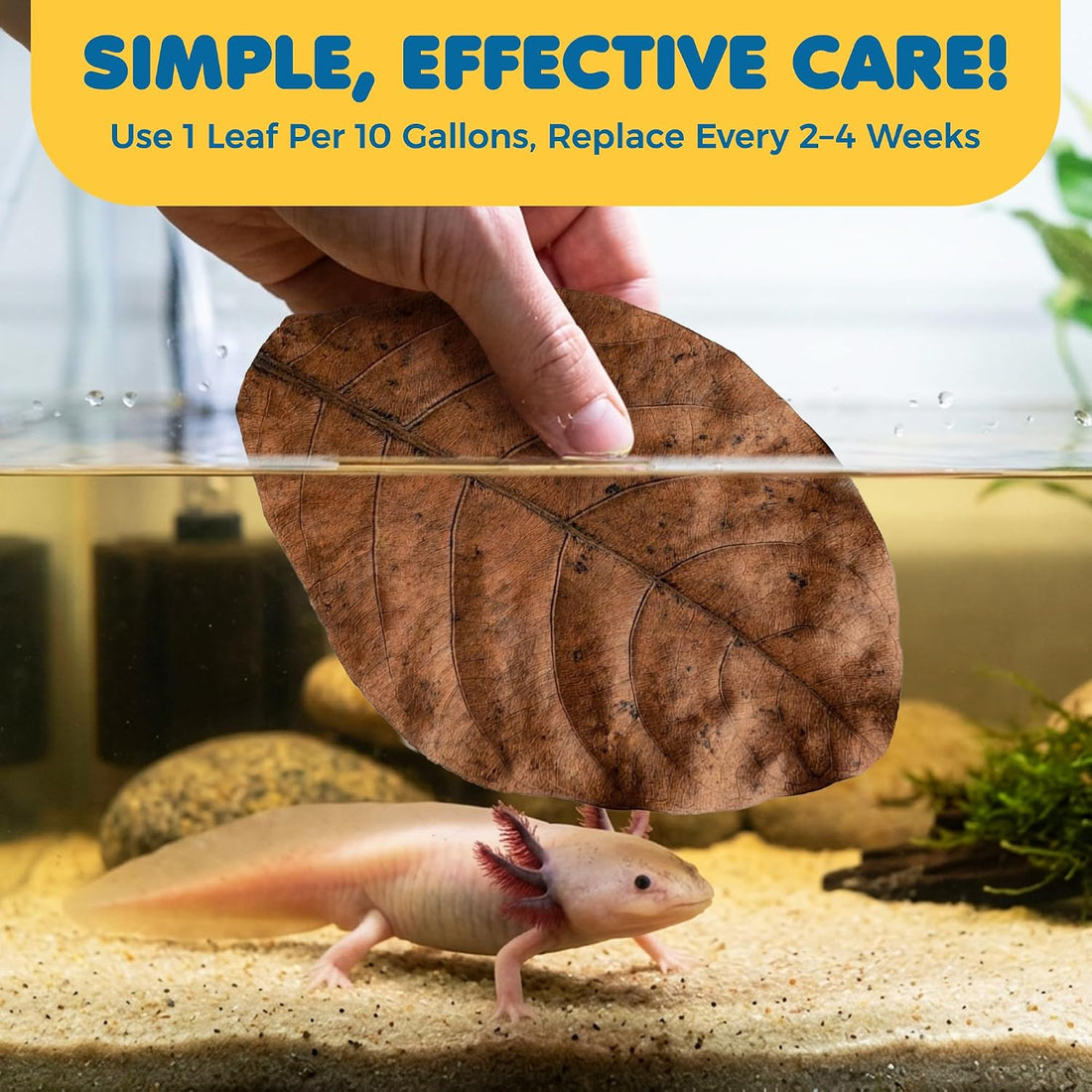 SunGrow 10 Pack Axolotl Indian Almond Leaves for Aquarium, 5-Inches