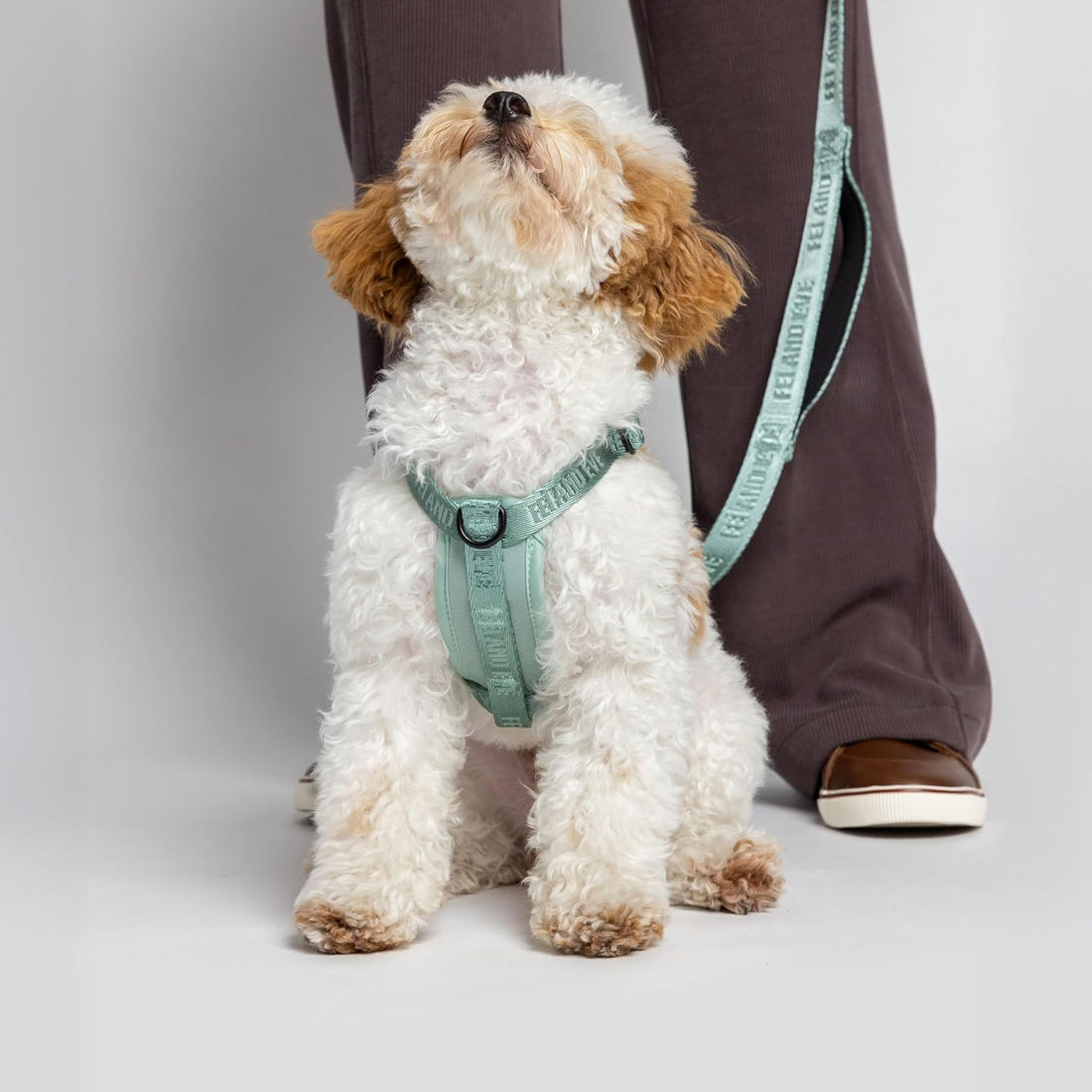 Fei & Eve Moxie Dog Harness for Small & Medium Dogs