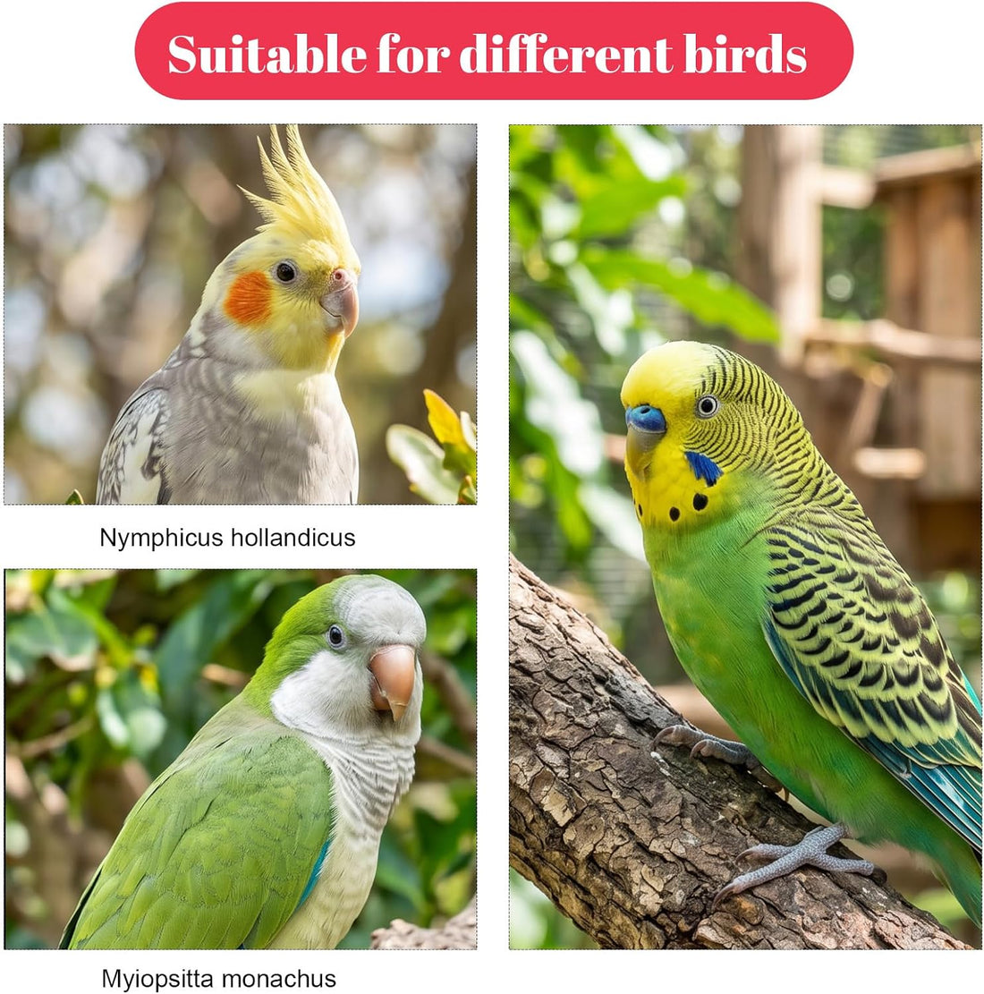 4PCS Bird Diaper Reusable